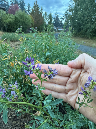 Alfalfa