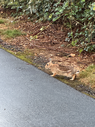 Eastern Cottontail
