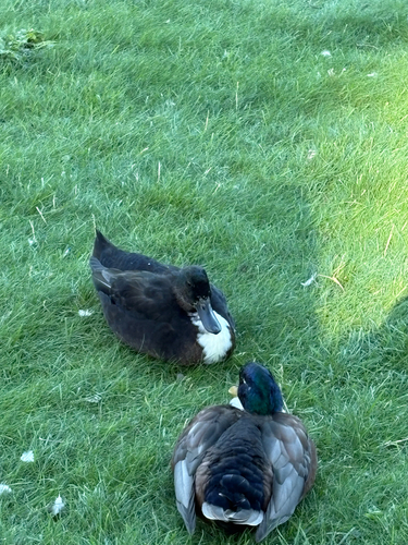 Domestic Mallard