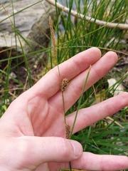 (c) Alex, some rights reserved (CC BY-SA) Carex pellita, photograph (c) Alex, some rights reserved (CC BY-SA)