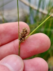 (c) Alex, some rights reserved (CC BY-SA) Carex pellita, photograph (c) Alex, some rights reserved (CC BY-SA)