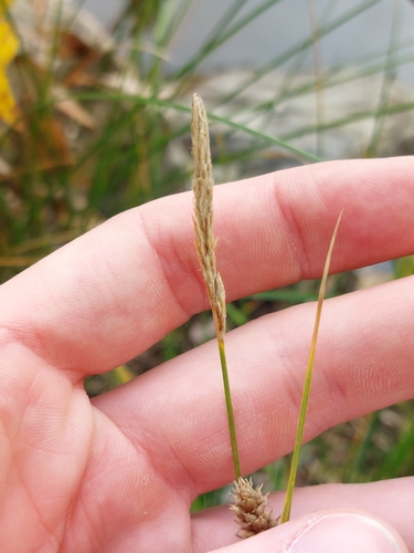 Carex pellita, photograph 3