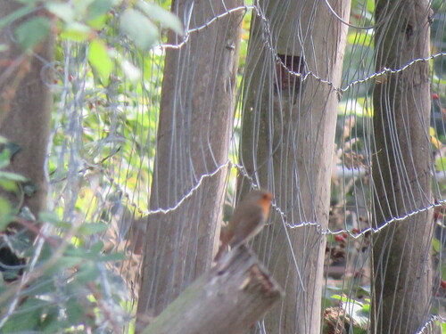 European Robin