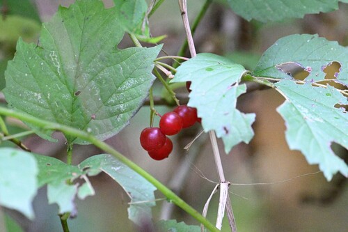 Наблюдение на iNaturalist