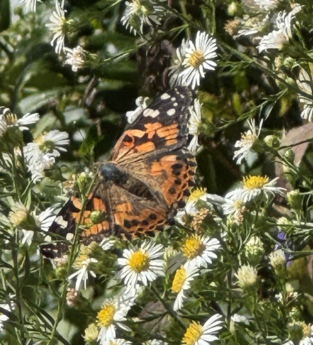 Painted Lady
