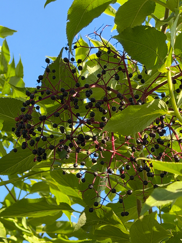 European black elderberry