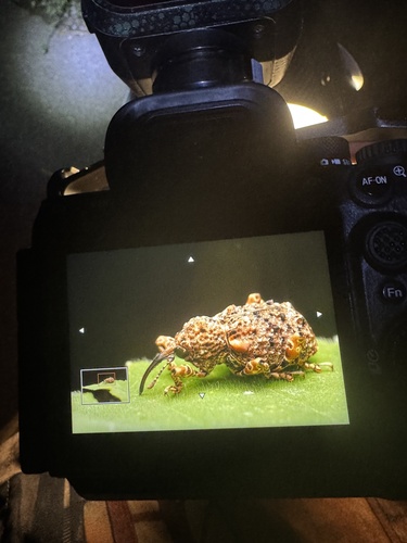 Ectatorhinus adamsii