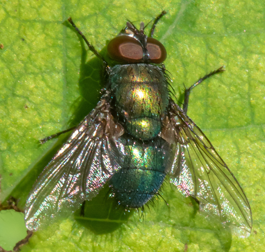 Marsh Greenbottle