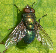 Lucilia silvarum