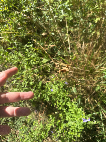 Trichostema dichotomum, photograph 5