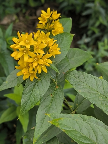 Yellow Loosestrife