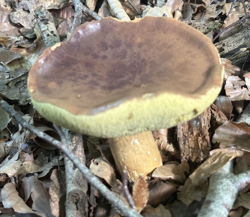 Bay Bolete