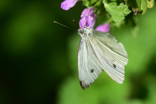 Green-veined White