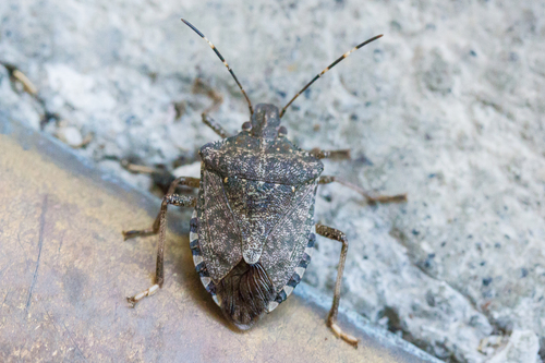 Brown Marmorated Stink Bug