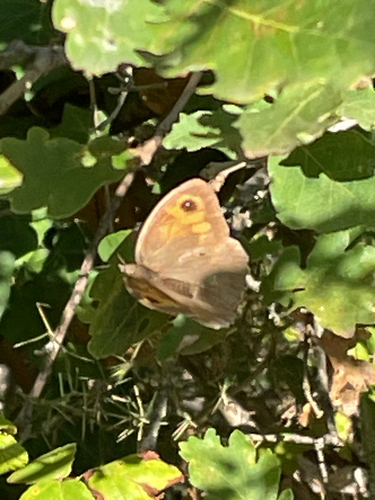 Meadow Brown