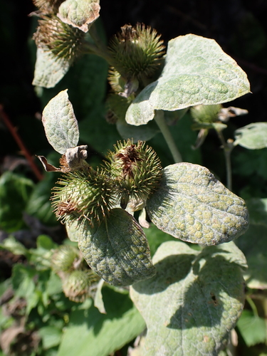 Arctium minus, photograph 3