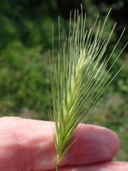author not stated, no rights reserved Hordeum murinum, photograph author not stated, no rights reserved