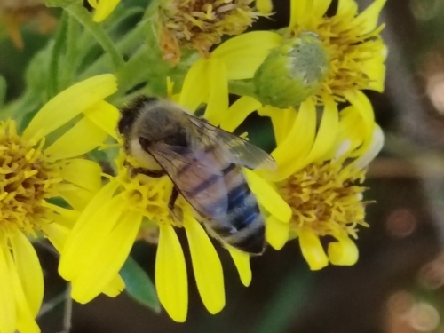Western Honey Bee