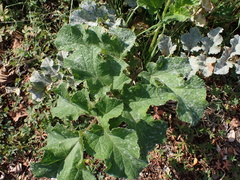 author not stated, no rights reserved Heracleum sphondylium, photograph author not stated, no rights reserved