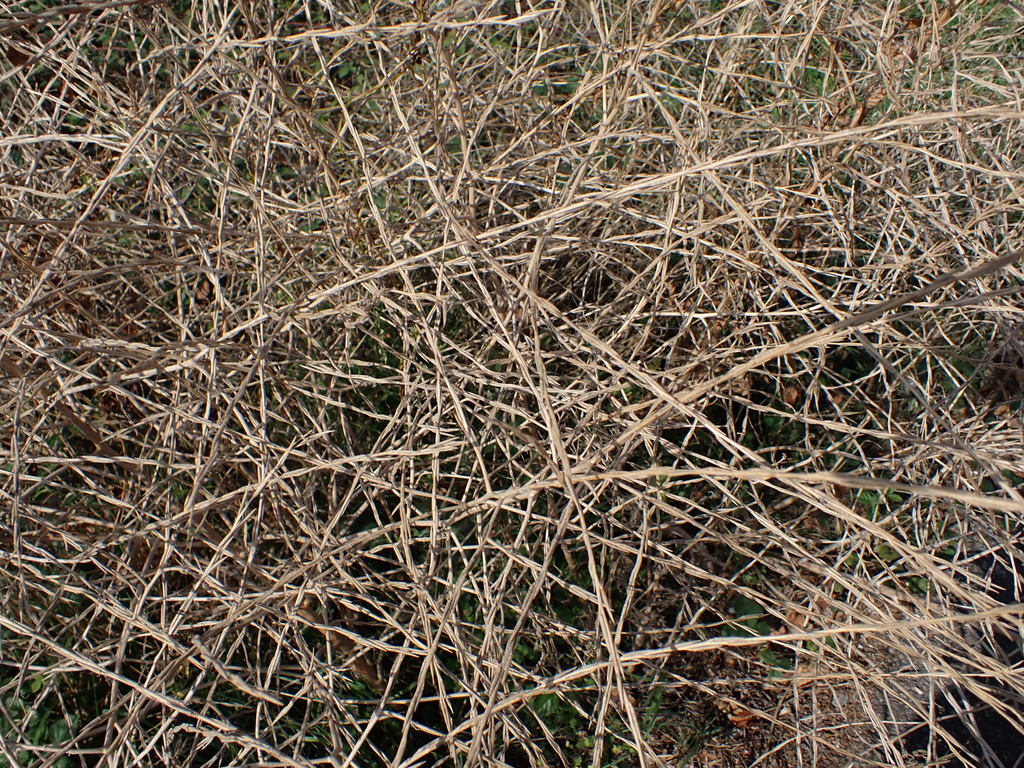 Sisymbrium officinale; photograph author not stated, no rights reserved
