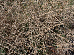 Sisymbrium officinale