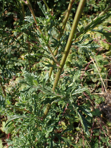 Jacobaea erucifolia