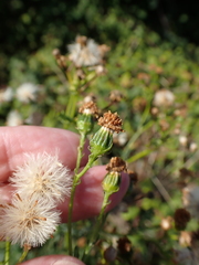 Jacobaea erucifolia, photograph author not stated, no rights reserved