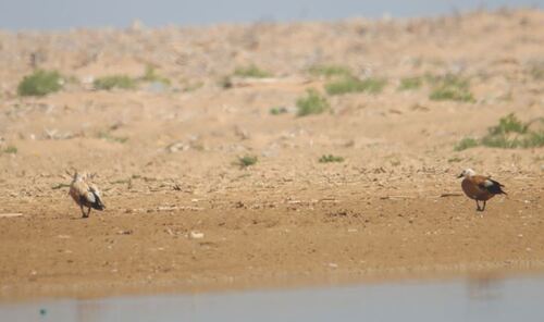 Ruddy Shelduck