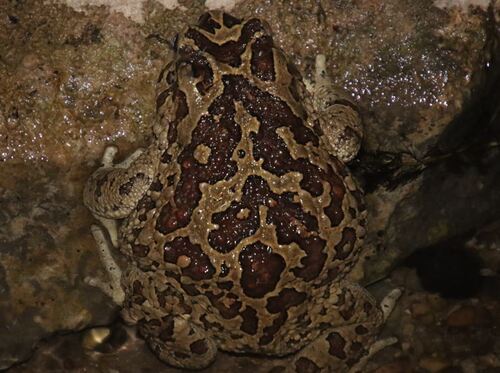 Mauritanian Toad