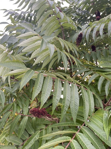 staghorn sumac