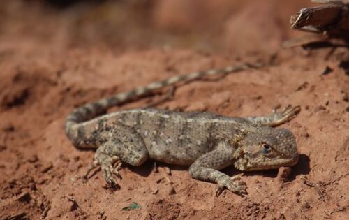 Bibron's Agama