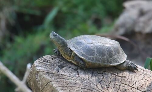Mediterranean Turtle