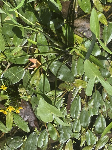 broadleaf arrowhead