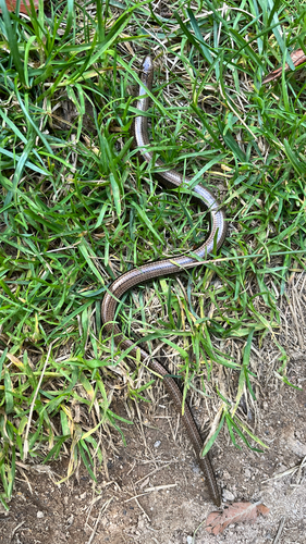 Common Slowworm