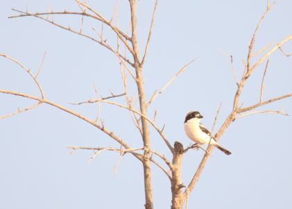 Woodchat Shrike