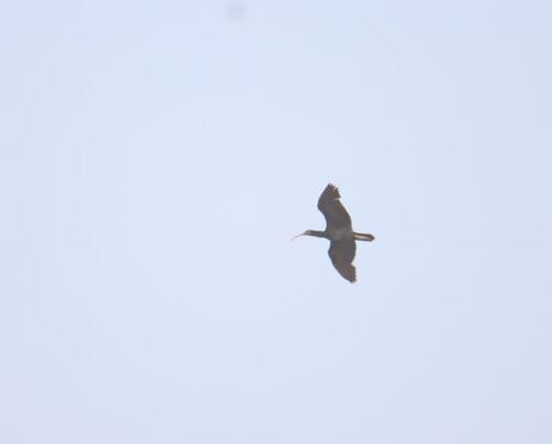 Northern Bald Ibis
