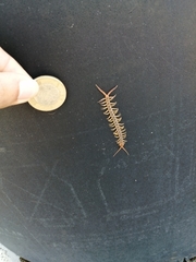 Scolopendra polymorpha