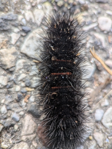Giant Leopard Moth