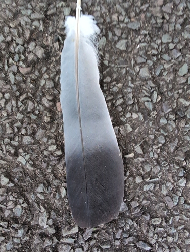Common Wood-Pigeon