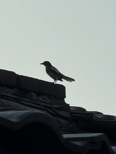 Oriental Magpie-Robin