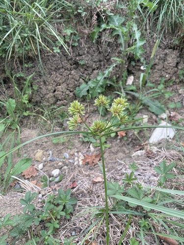 Cyperus eragrostis, photograph 2