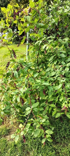 American pokeweed