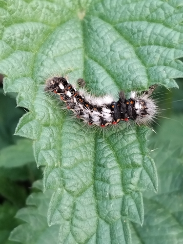 Knot Grass Moth