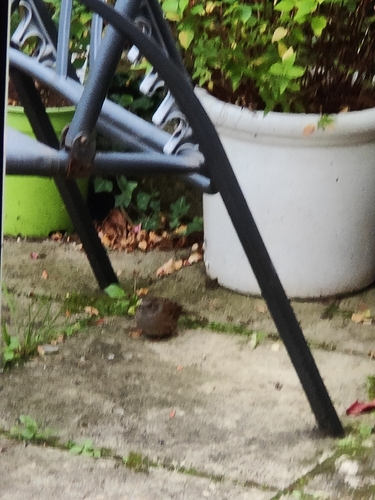 Dunnock