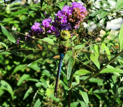 Common Green Darner