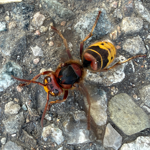 European Hornet