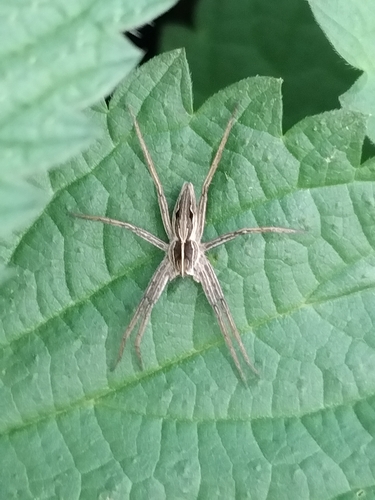 European Nursery Web spider