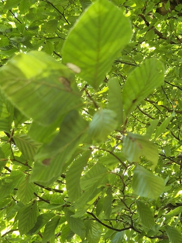 European beech
