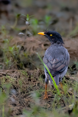 Jungle Myna