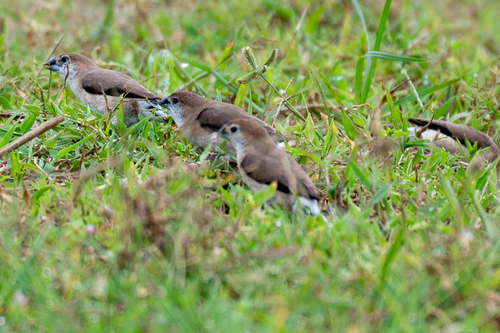 Indian Silverbill